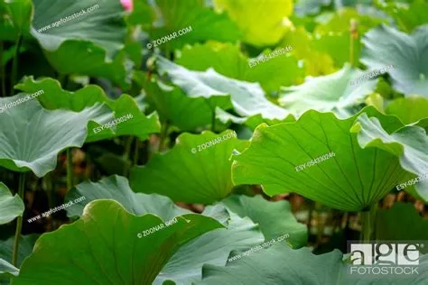  蓮湖公園！湛江的綠色寶石，擁抱自然與人文！